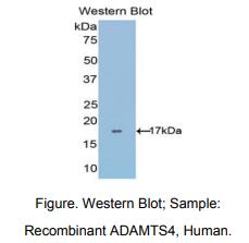 人血小板反应蛋白解整合素金属肽酶4(ADAMTS4)多克隆抗体