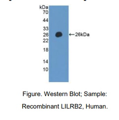 人白细胞免疫球蛋白样受体亚家族B成员2(LILRB2)多克隆抗体