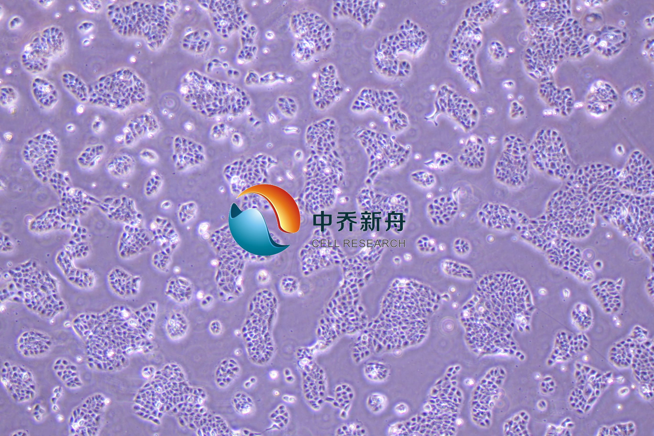 人永生化表皮细胞