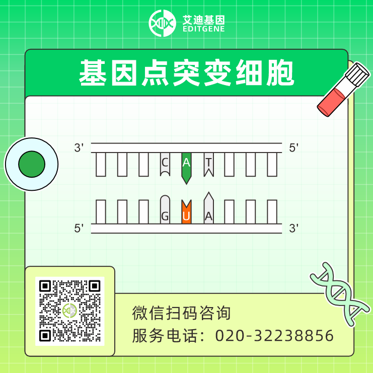 基因点突变细胞