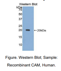 人钙调素(CAM)多克隆抗体