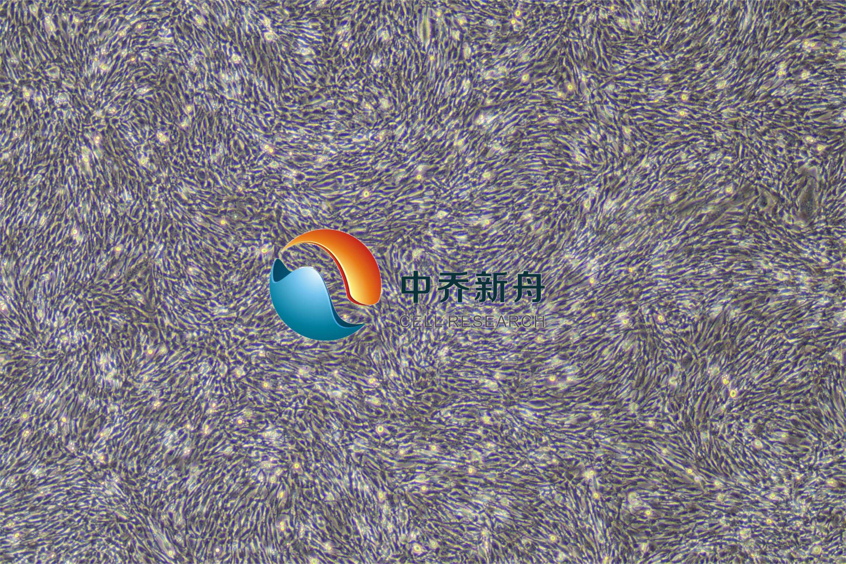 小鼠骨髓间充质干细胞-永生化