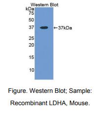 小鼠乳酸脱氢酶A(LDHA)多克隆抗体