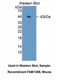小鼠序列相似家族135成员B(FAM135B)多克隆抗体