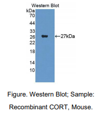 小鼠肉毒碱-O-甲基转移酶(CORT)多克隆抗体
