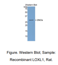 大鼠赖氨酰氧化酶样蛋白1(LOXL1)多克隆抗体