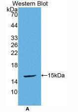 小鼠尿皮质素2(UCN2)多克隆抗体