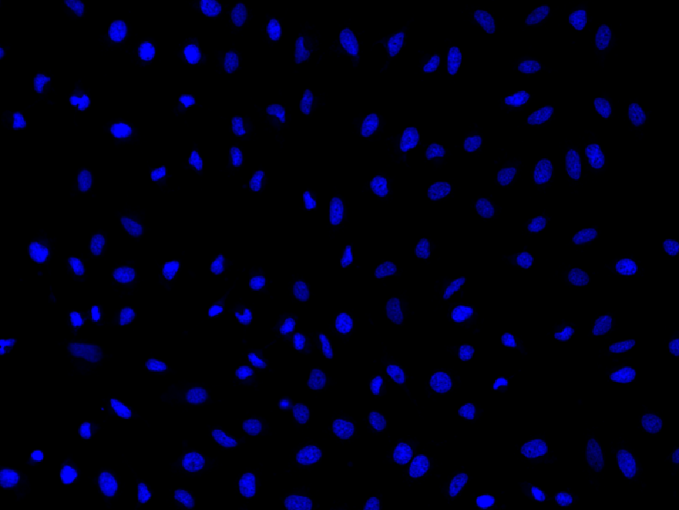 LysoBrite溶酶体蓝色荧光探针