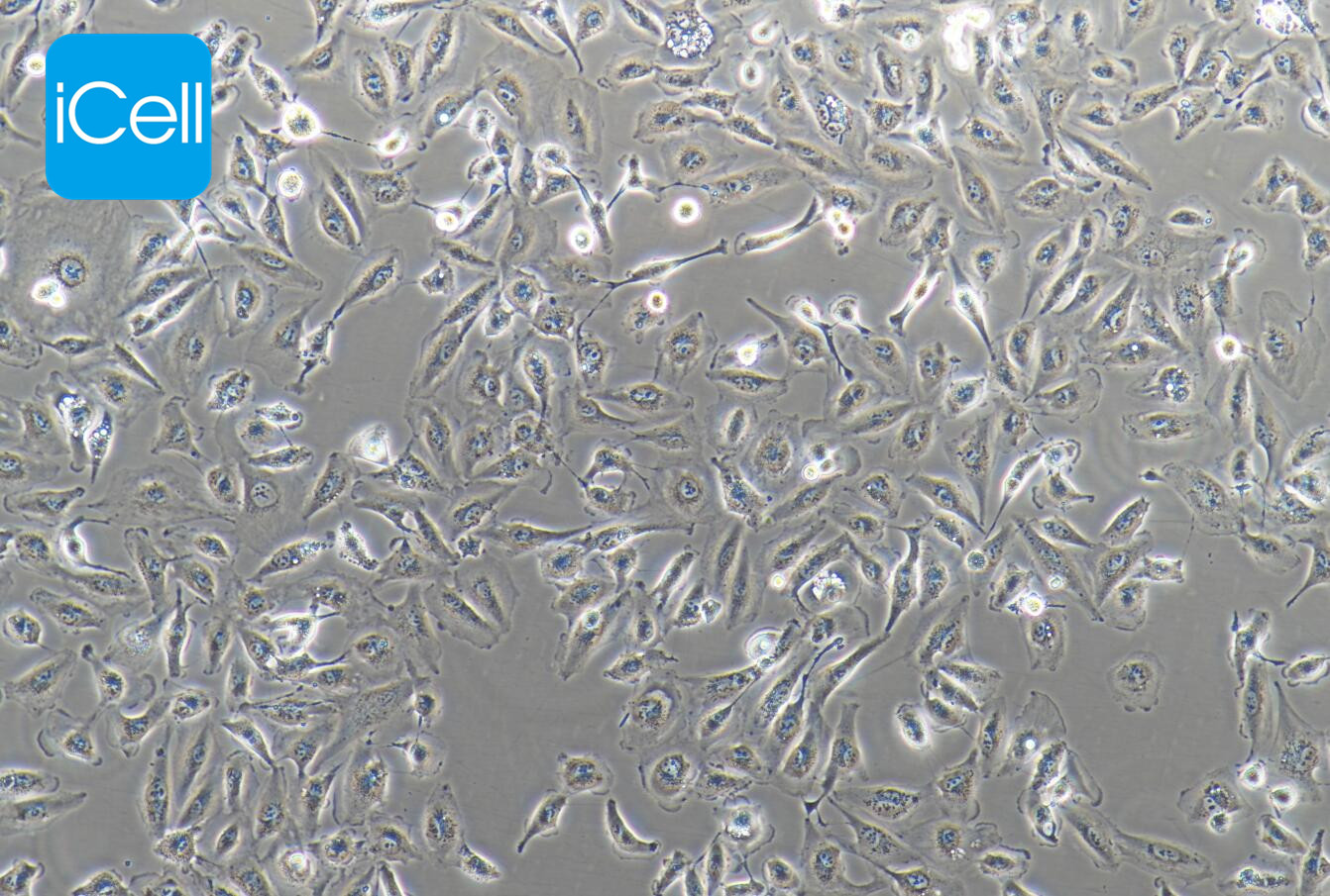 A-498细胞/A498细胞/A-498/A498/人肾癌细胞