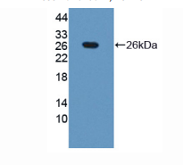 牛甲胎蛋白(AFP)多克隆抗体