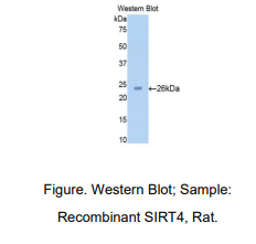 大鼠沉默调节蛋白4(SIRT4)多克隆抗体