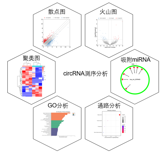 circRNA-seq测序服务