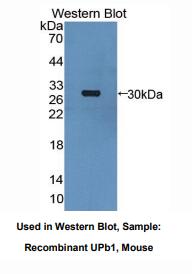 小鼠脲酰丙酸酶β(UPB1)多克隆抗体