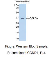 大鼠细胞周期素D1(CCND1)多克隆抗体