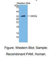 https://msimg.bioon.com/bionline/goods-no-pic.png