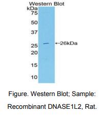 大鼠脱氧核糖核酸酶Ⅰ样2(DNASE1L2)多克隆抗体