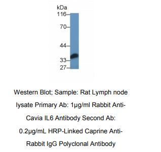 豚鼠白介素6(IL6)多克隆抗体