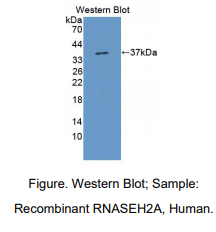 人核糖核酸酶H2亚基A(RNASEH2A)多克隆抗体