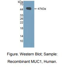 人粘蛋白1(MUC1)多克隆抗体
