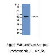 小鼠白细胞弹性蛋白酶抑制因子(LEI)多克隆抗体