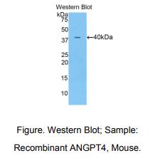 小鼠血管生成素4(ANGPT4)多克隆抗体