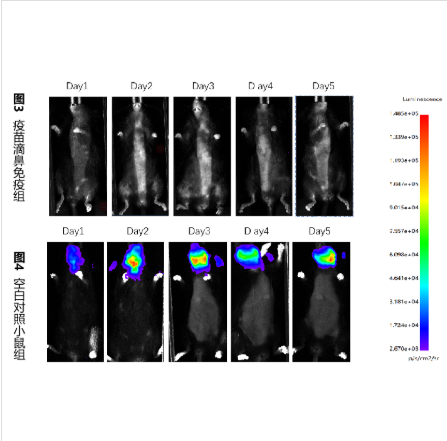 小动物活体成像效价评估（LUC）