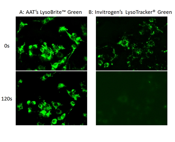 LysoBrite溶酶体绿色荧光探针