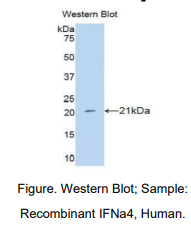 人干扰素α4(IFNa4)多克隆抗体