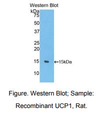 大鼠线粒体解偶联蛋白1(UCP1)多克隆抗体