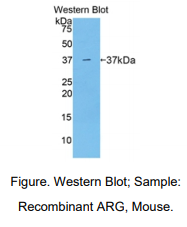 https://msimg.bioon.com/bionline/goods-no-pic.png