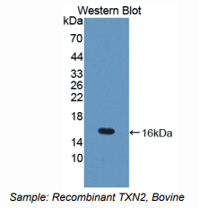牛硫氧化还原蛋白2(TXN2)多克隆抗体