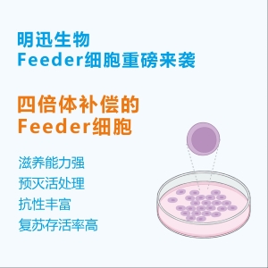 Feeder细胞