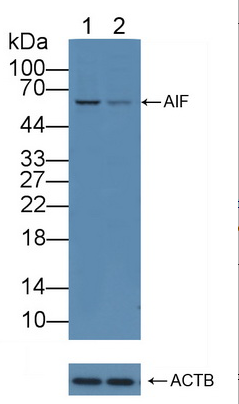 人凋亡诱导因子(AIF)多克隆抗体