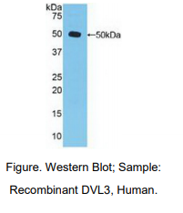 https://msimg.bioon.com/bionline/goods-no-pic.png