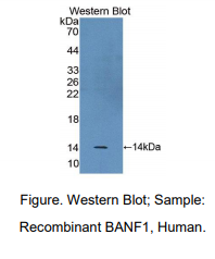 人屏障自整合因子1(BANF1)多克隆抗体