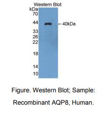 人水通道蛋白8(AQP8)多克隆抗体