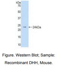 小鼠沙漠刺猬因子(DHH)多克隆抗体