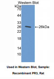 大鼠蛋白酶3(PR3)多克隆抗体