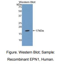 人表皮生长因子途径底物蛋白1(EPN1)多克隆抗体