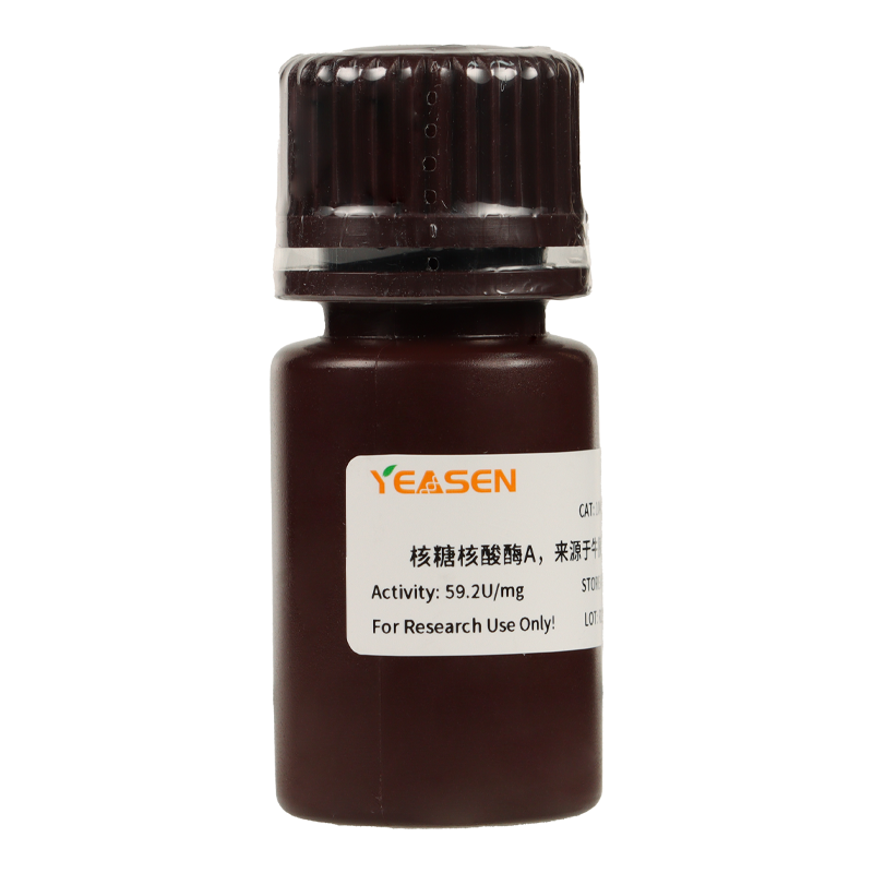 Ribonuclease A (RNase A) from bovine pancreas 核糖核酸酶A，来源于牛胰腺