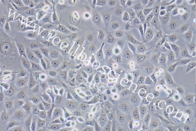 HCE-T细胞/HCET细胞/HCE-T/HCET/人角膜上皮细胞