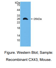 小鼠间隙连接蛋白43(CX43)多克隆抗体