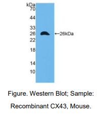 https://msimg.bioon.com/bionline/goods-no-pic.png