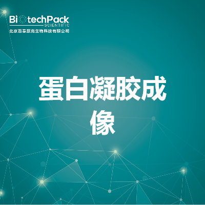 蛋白凝胶成像