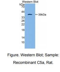 大鼠补体成分5a(C5a)多克隆抗体