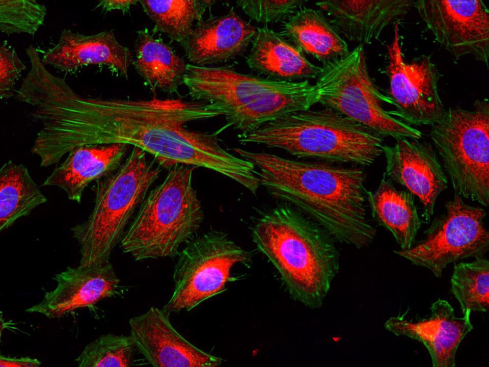 Cell Navigator线粒体标记试剂盒 *橙色荧光*