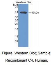 人补体成分4(C4)多克隆抗体