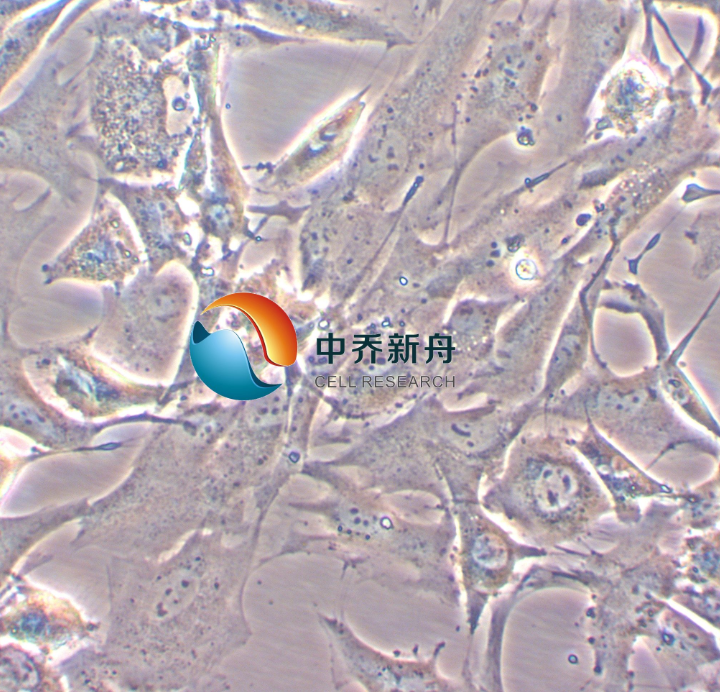 人乳腺癌细胞Hs 578T
