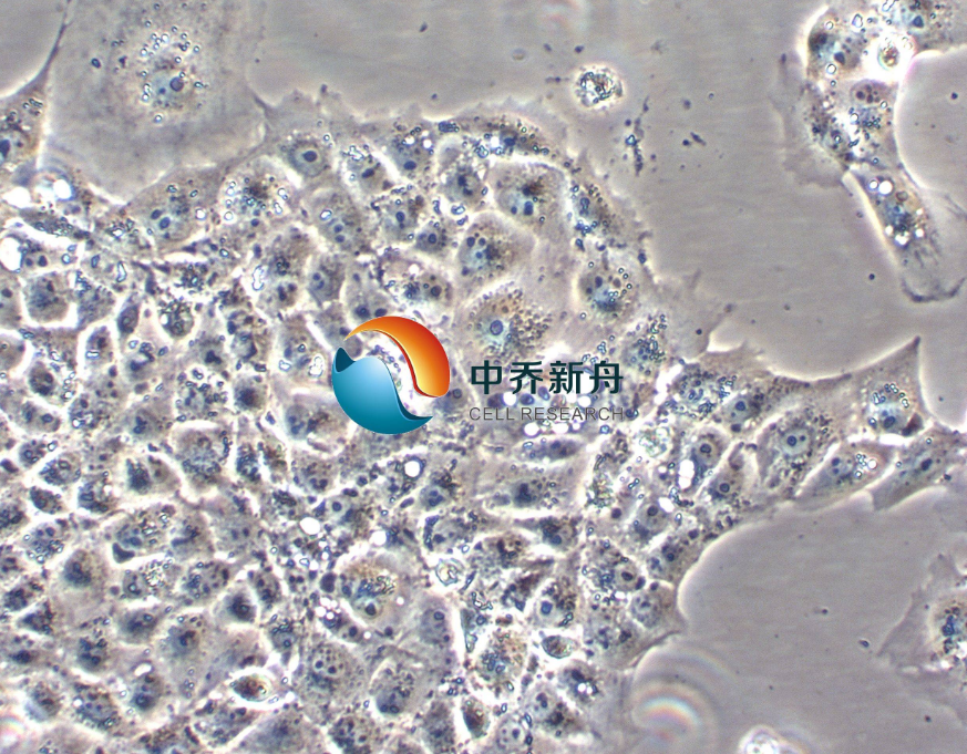 猪胎睾丸传代细胞系