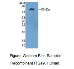 人整合素α9(ITGa9)多克隆抗体